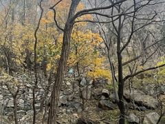 -北京鹫峰国家森林公园