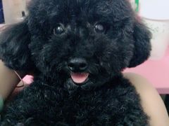 -艾贝尔宠物医院·24H转诊中心·肿瘤猫专科(江宁双龙店)