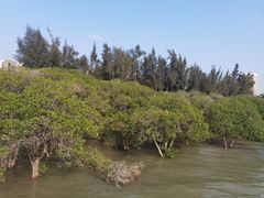 -宝安西湾红树林湿地公园