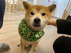 -柴迷FANS CLUB·柴犬狗咖·猫咖