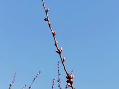 -北京凤凰岭