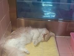 -FAELING PETS美天灵宠物(富力广场店)