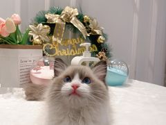-袖虎·猫馆(体育西路店)