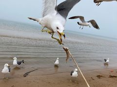 -海驴岛(荣成市)