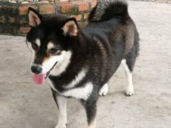 -柴犬高等学院·狗咖·柴犬售卖·宠物训练