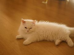-猫腻·猫咖·撸猫馆(星光大道店)