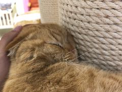 -藏猫猫咖啡主题馆(中央大道店)