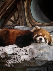 -Zoolung Zoolung动物主题公园(海信广场店)