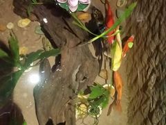 android_upload_pic-百年川椒重庆老火锅(光谷店)