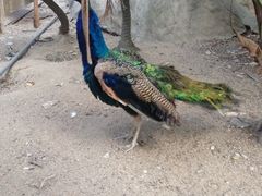 iphone_upload_pic-百鸟园