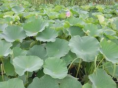 -荷塘月色湿地公园·向阳花洲