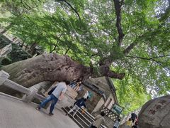 -青岛崂山太清宫
