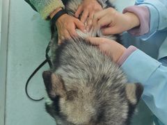 -汪喵宠物医院·骨科心脏影像·犬猫急重症ICU诊疗中心(成华分院)