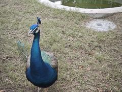 -中国扬子鳄村