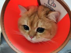 -乐派堂宠物医院·猫友好· 心脏科(东街店)