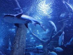 -成都浩海立方海洋公园