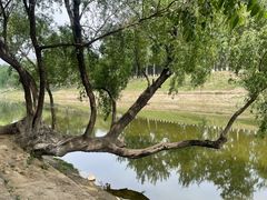 -东坝千亩湖公园