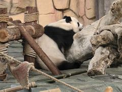 -泉州海丝野生动物世界