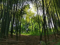 -西湖风景区十里琅珰-五云山