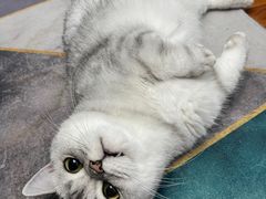 -灵美宠物诊所