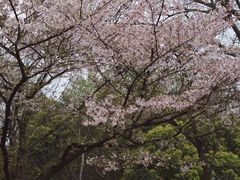 -武汉大学-樱园