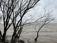 -上海吴淞炮台湾国家湿地公园