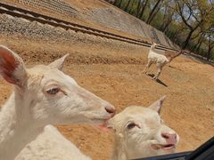 -秦皇岛野生动物园