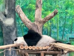 -灵玲国际马戏城
