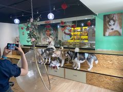 -Husky Go! 哈士奇体验馆·宠物咖啡厅狗咖