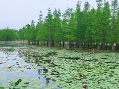 -白鹭湾湿地公园