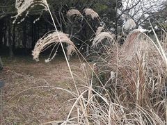 -汉拿树木园