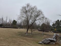 -官亭林海