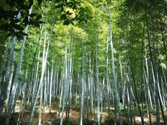 -上海佘山国家森林公园天马山园