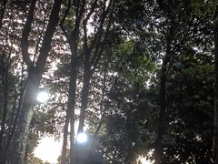 -二荆条·蜀鲜汇城市森林火锅