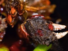 -二钳洞庭虾蟹·江湖菜(成都鹭岛店)
