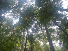 -西双版纳原始森林公园
