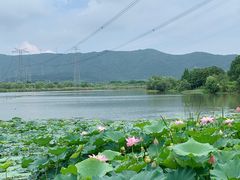 -长田漾湿地公园