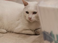 -猫的天空之城概念书店(苏州平江店)