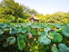 -莲湖公园