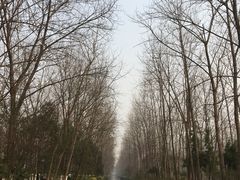 -合肥滨湖国家森林公园