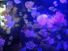 -烟台海昌鲸鲨海洋公园