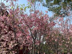 -观澜湖生态运动公社