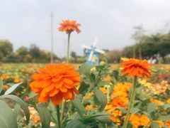 -广东花都香草世界旅游度假区