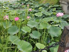 -洪湖生态旅游区