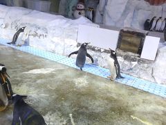 -芜湖新华联大白鲸海洋公园
