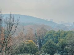 -武汉大学-樱园