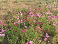 -武清南湖绿博园