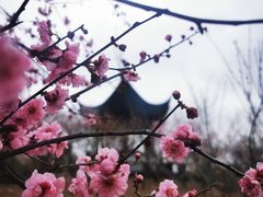 -香雪海