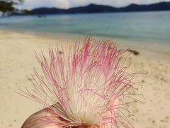 -东姑阿都拉曼海洋公园
