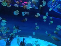 -左海海底世界
